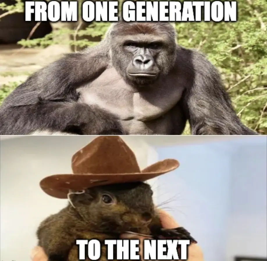 The image is split into two panels. The top panel shows a large, serious-looking adult gorilla with dark fur and a muscular…