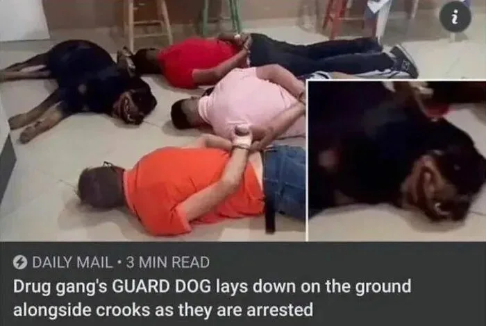 The Ultimate Good Boy