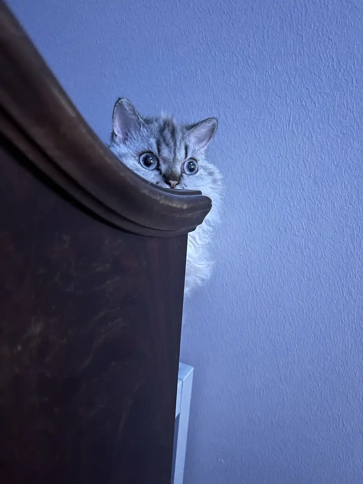 A small silver tabby kitten with large blue eyes peeks over the top of a dark wooden piece of furniture against a textured…