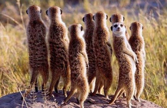 A group of meerkats standing upright on a rock in a grassy field, with one meerkat turning its head to look directly at the…