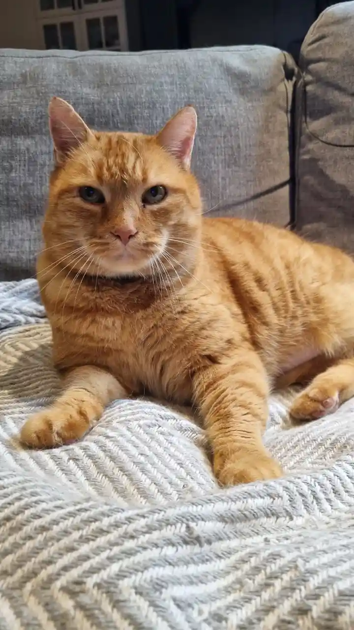 An orange tabby cat with a serious, unimpressed expression lies on a grey and white patterned blanket atop a grey couch. The…