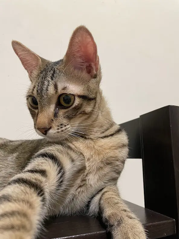 a tabby cat with green eyes and striped fur is lounging on a dark wooden surface, looking directly at the camera with a…