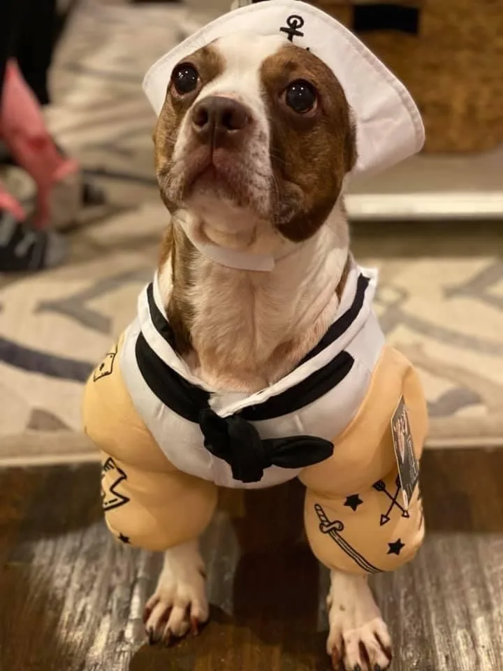 A brown and white dog wearing a sailor costume with a white hat, black neckerchief, and yellow sleeves decorated with…