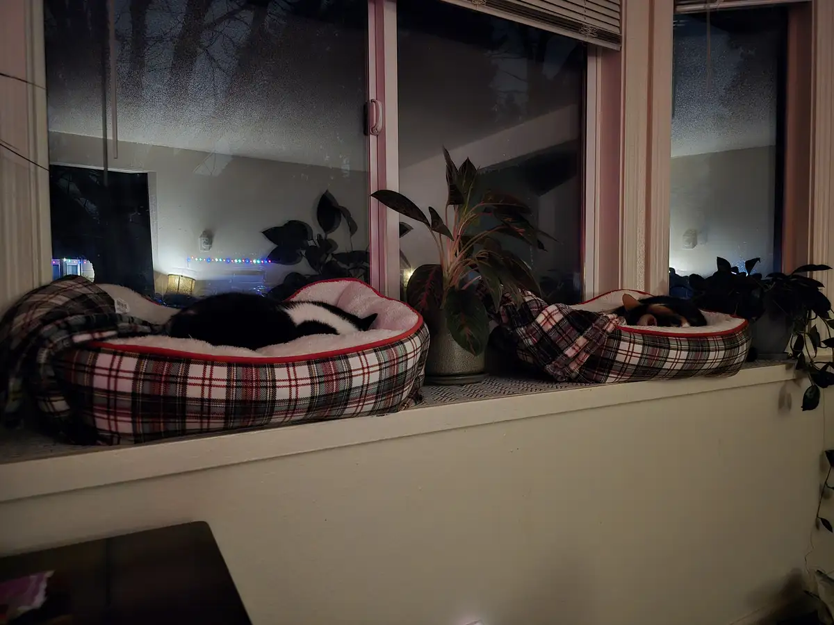 Two cats are sleeping in separate plaid-patterned window beds on a windowsill at night, with houseplants between them and…