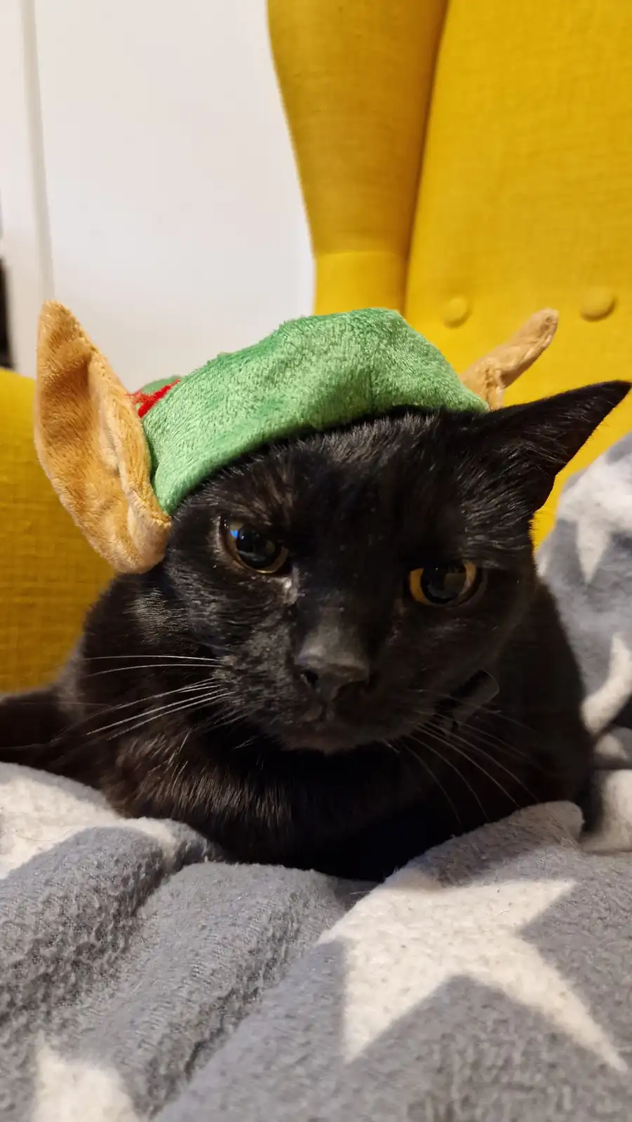 A black cat with a grumpy expression wears a green plush hat with tan reindeer antlers, sitting on a gray and white…