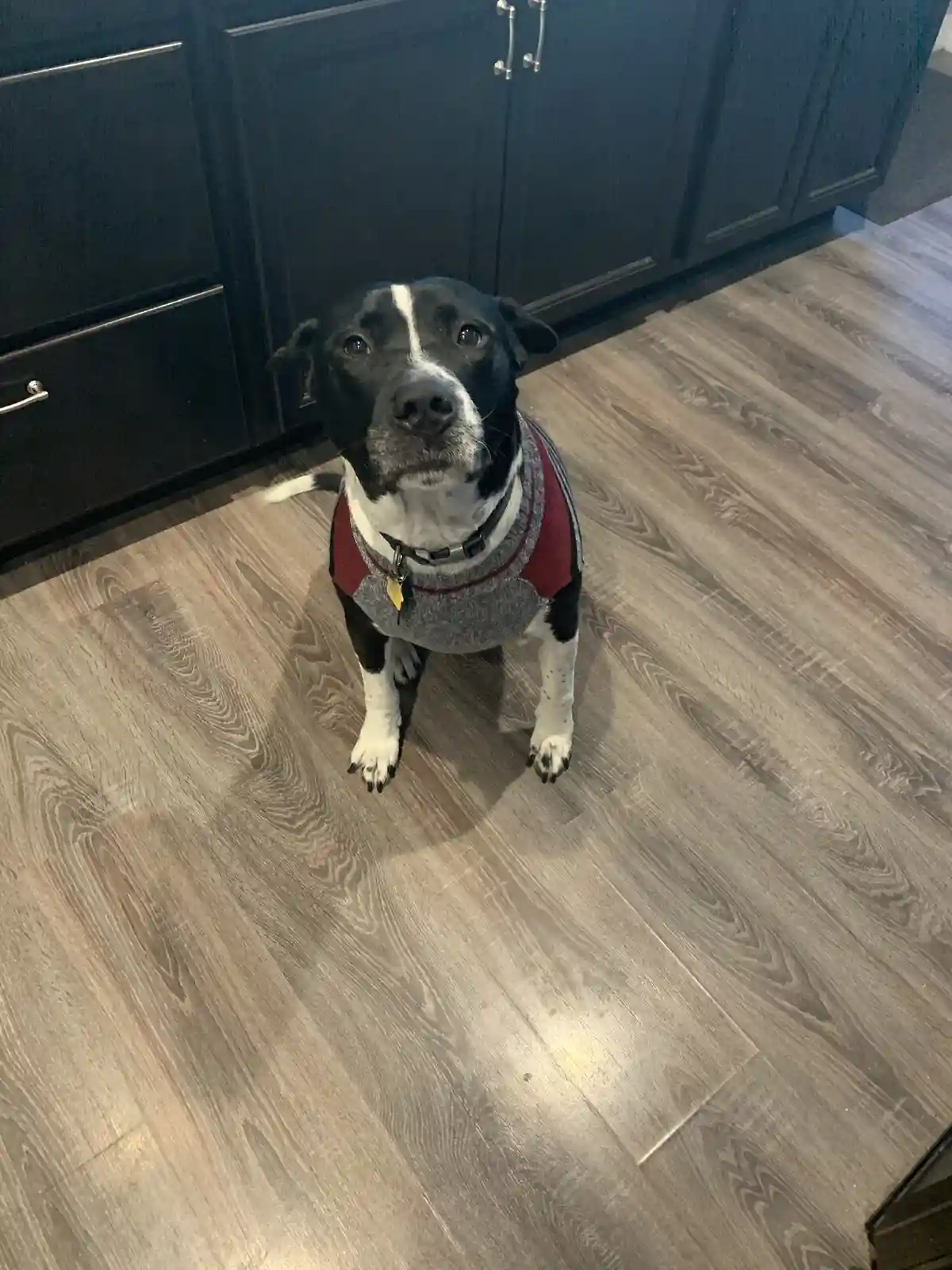 A black and white dog with a white stripe on its face sits on a light wood-grain floor in front of dark kitchen cabinets…