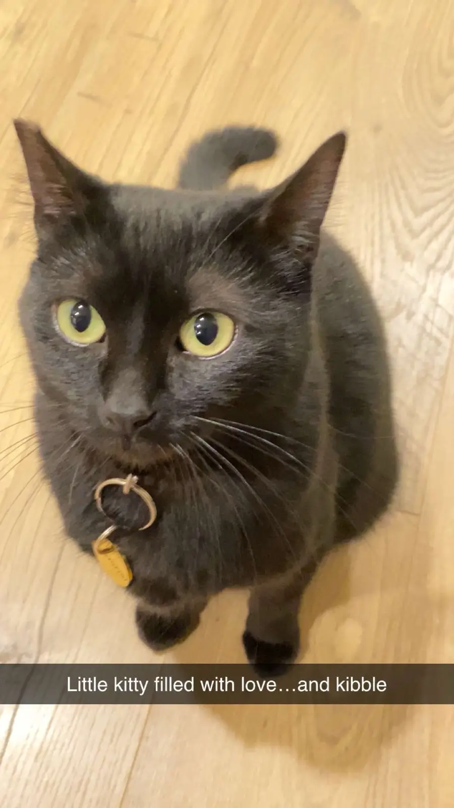 A black cat with bright yellow eyes sits on a light wooden floor, looking up at the camera with a slightly expectant…
