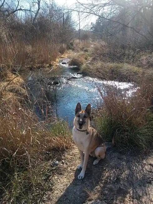 A tan and black dog with pointed ears sits on a dirt path beside a shallow, sunlit creek surrounded by dry grass and bare…