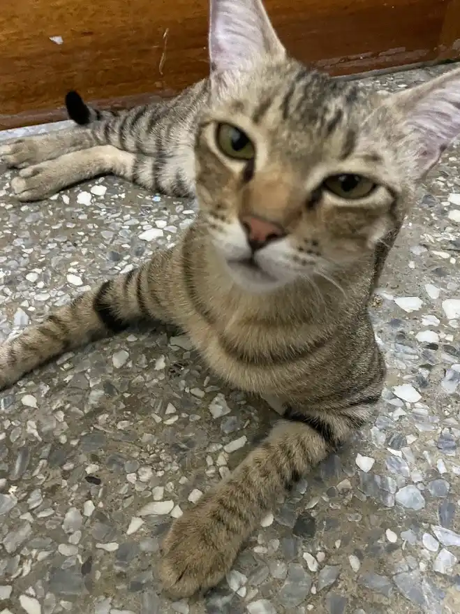 A tabby cat with green eyes lies sprawled on a pebbled concrete floor, looking directly at the camera with a relaxed…