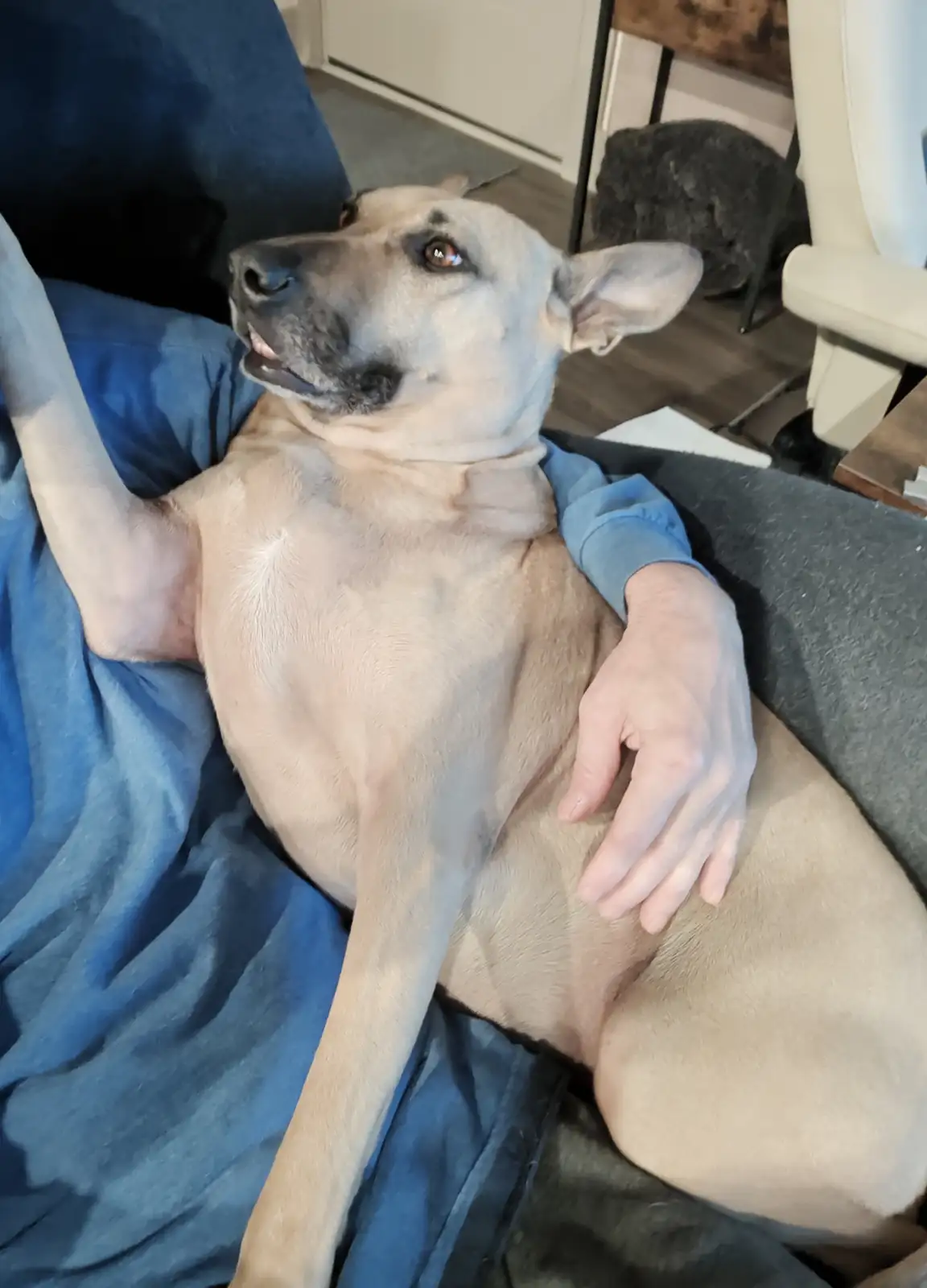 A tan dog with a black muzzle lies relaxed on a person's lap, who is wearing blue jeans and has one arm draped over the…