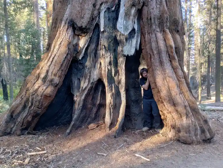 a man with dark hair and glasses peeks out from a large hollow in the trunk of a massive, charred tree in a forest. He is…