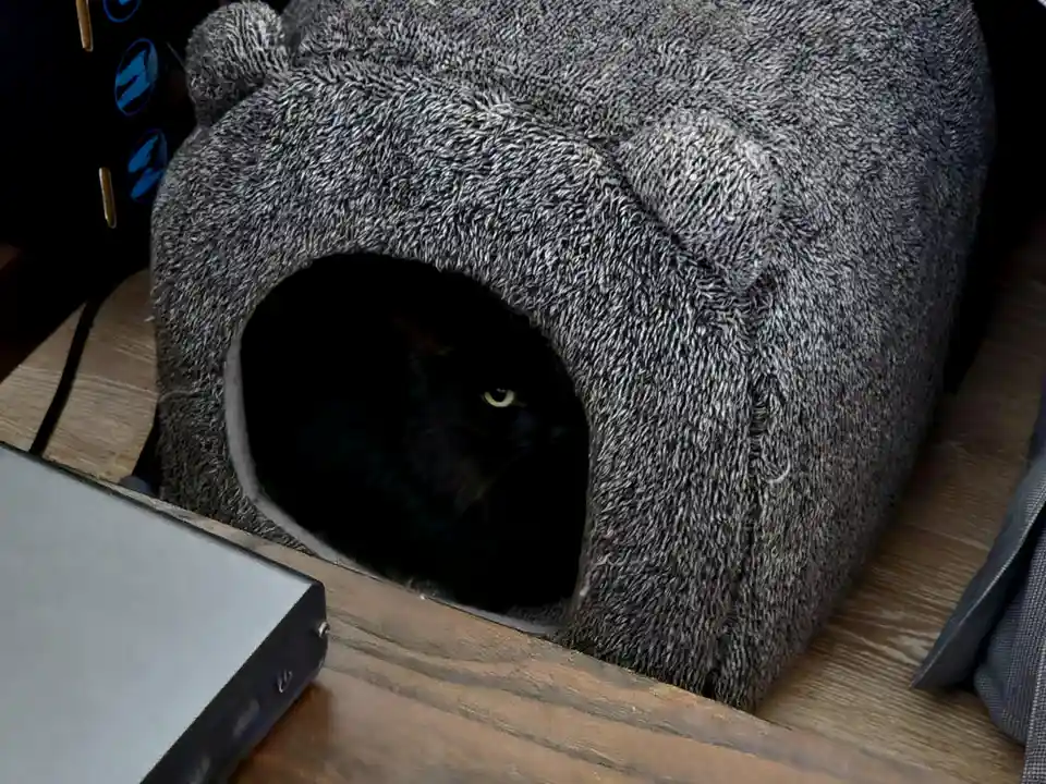 A black cat with glowing yellow eyes peeks out from inside a grey, plush, bear-shaped cat bed sitting on a wooden floor. The…
