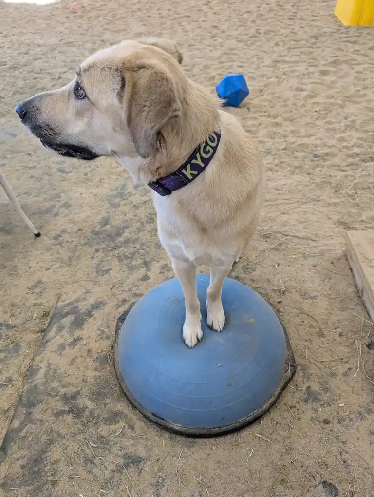 A light brown dog with a purple collar that reads 'KYGO' stands on a blue stability ball in a sandy area, looking off to the…
