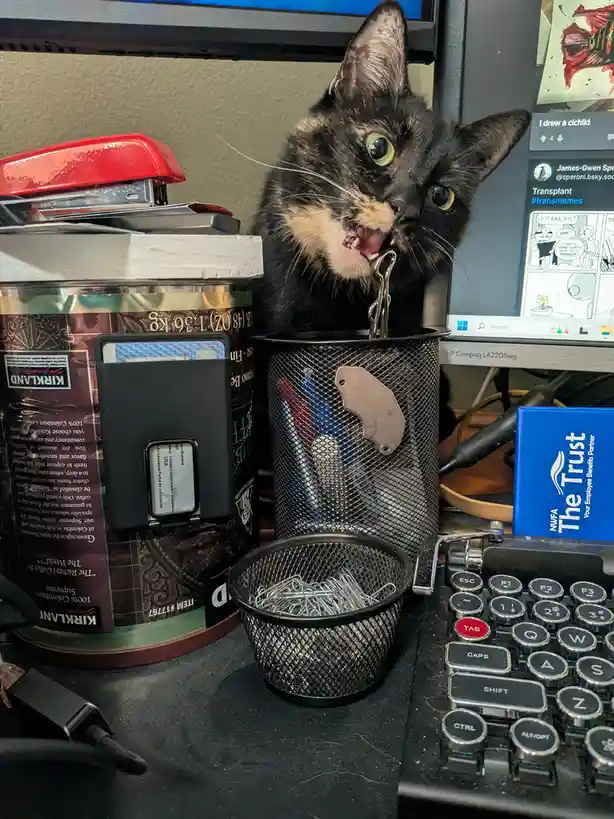 Smudge the Cat Being Its Adorable Self