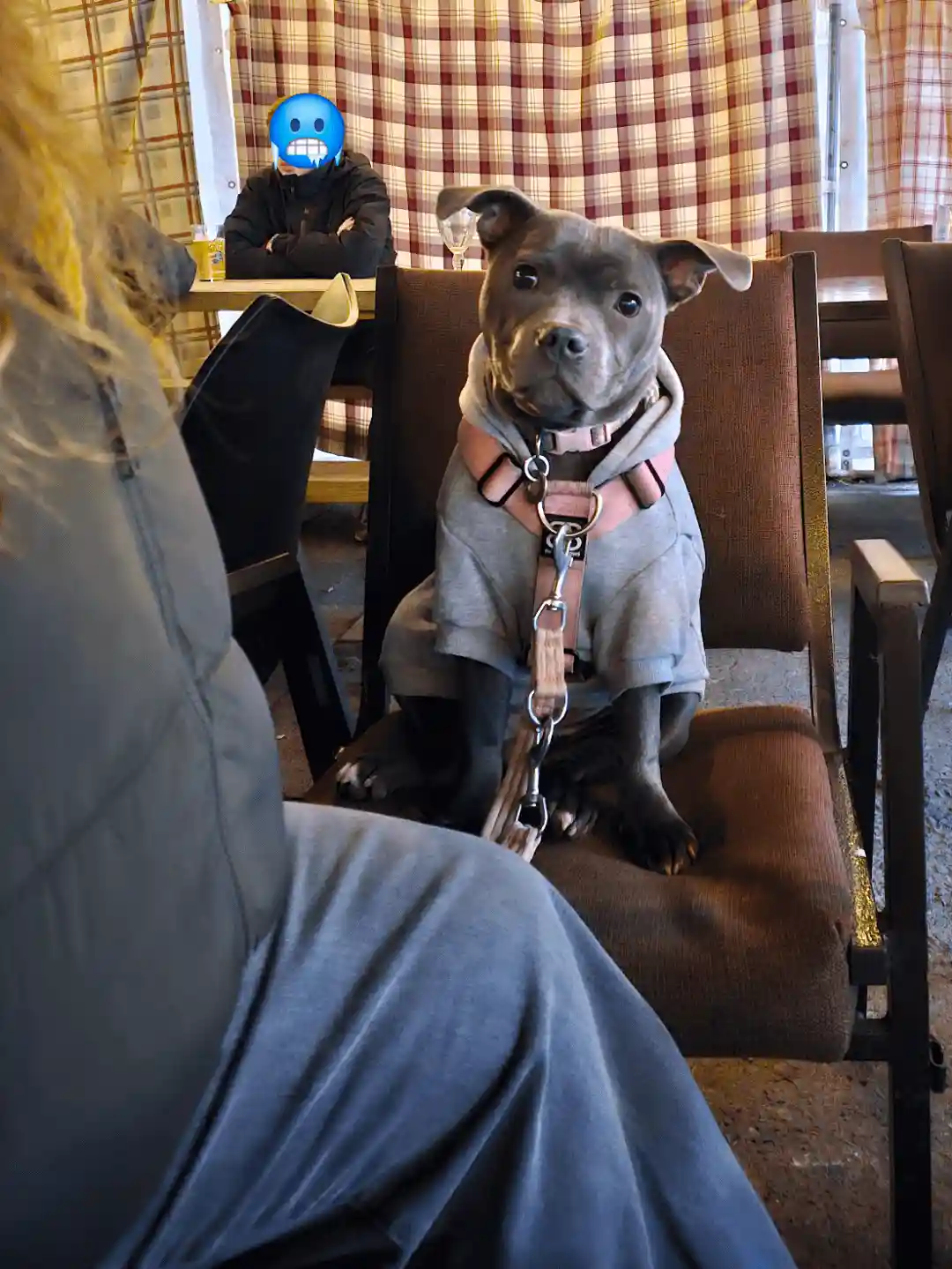 A grey pit bull dog wearing a grey hoodie and pink harness sits upright in a brown chair at a restaurant, looking directly…