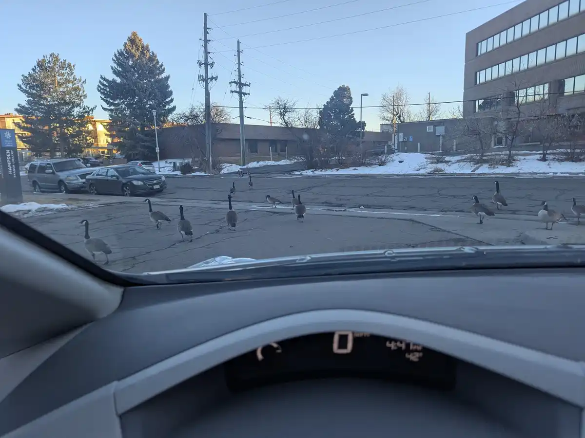 A photo taken from inside a car shows a flock of geese crossing a paved road in front of the vehicle. The dashboard is…