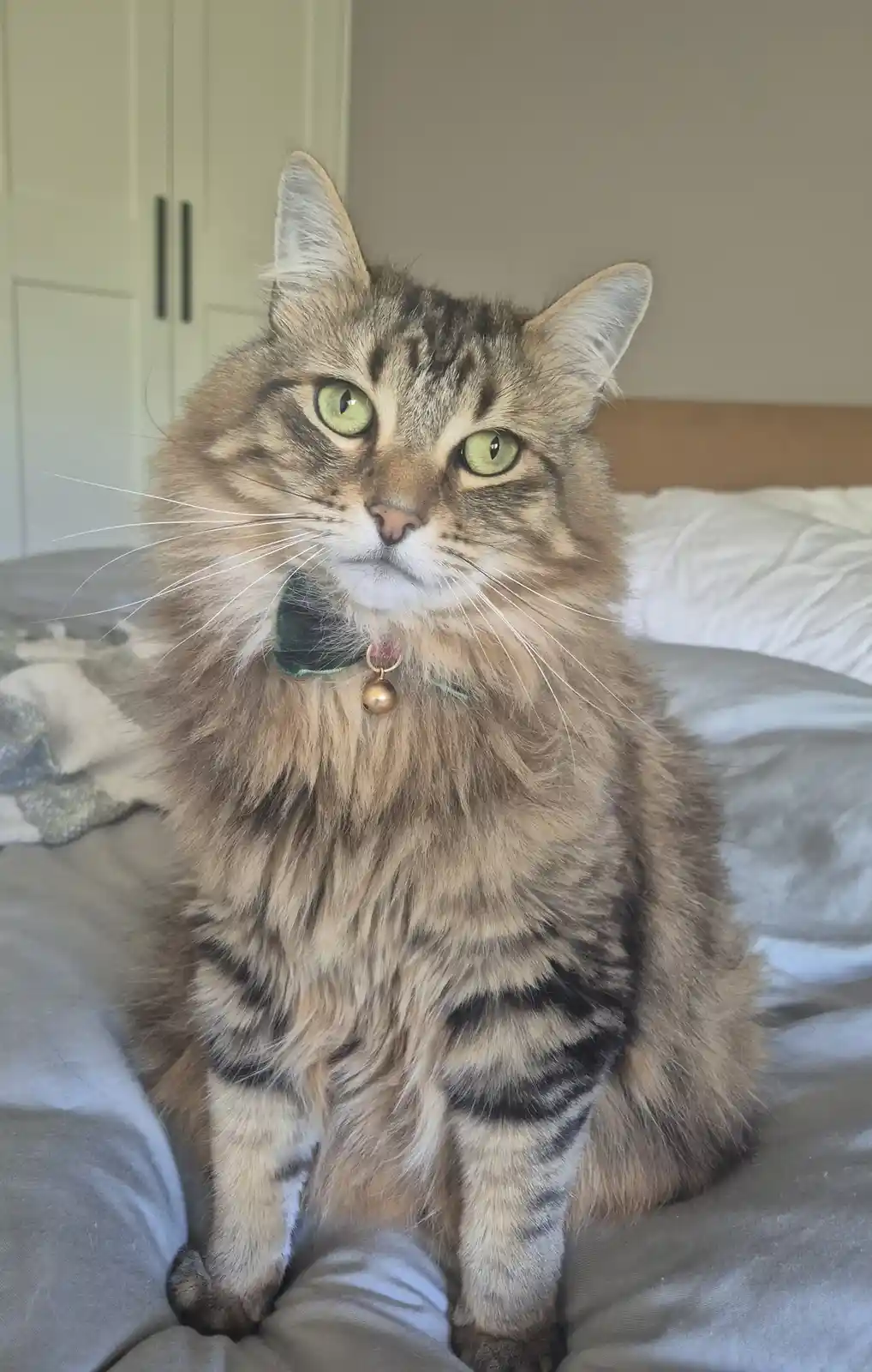 A fluffy, long-haired tabby cat with striking green eyes sits upright on a bed, wearing a dark green collar with a small…