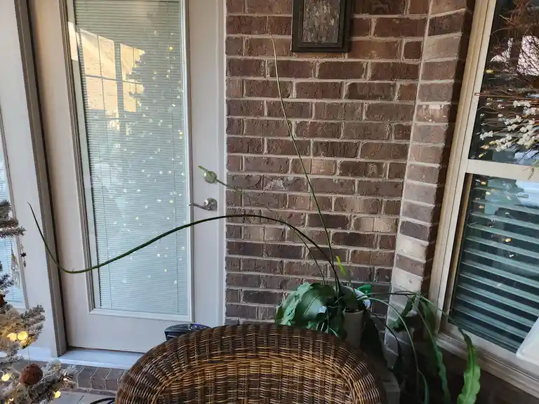 In-laws' night blooming with surprises!