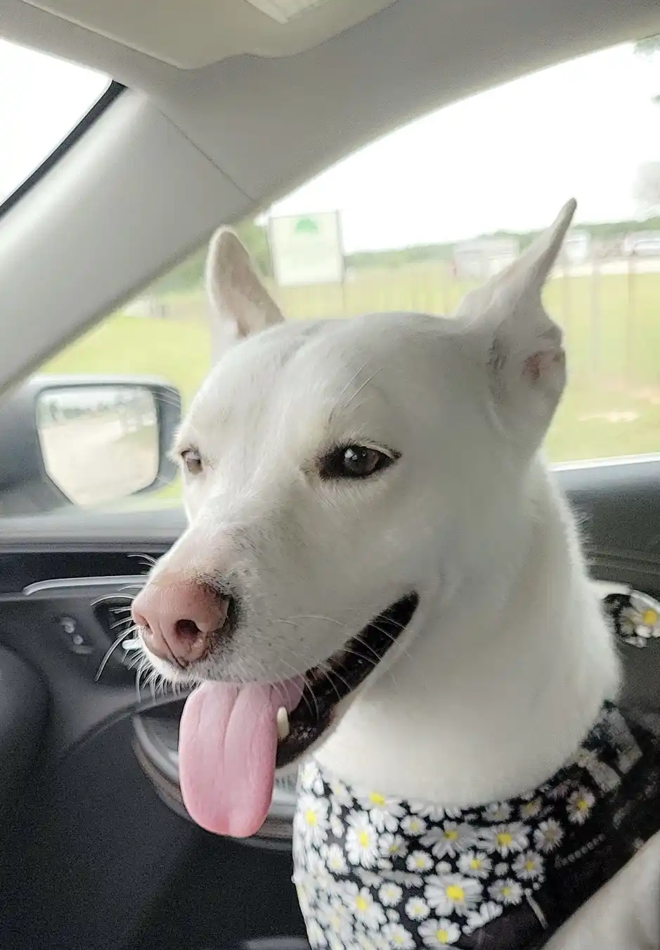 A white dog with pointed ears and a pink tongue sticking out is sitting in a car, wearing a black vest with white daisies…