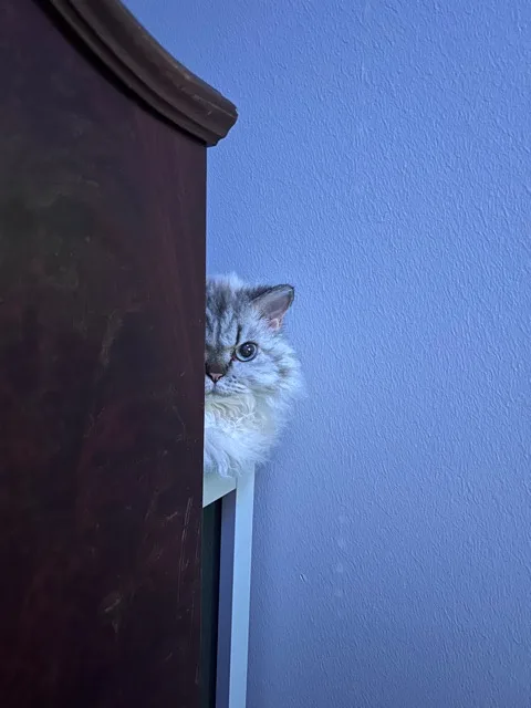 A fluffy, long-haired cat with grey and white fur peeks cautiously from behind a dark wooden piece of furniture against a…