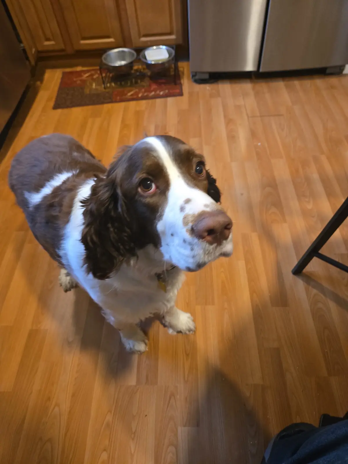 A brown and white dog with floppy ears looks up expectantly at the camera from a wooden floor in a kitchen, with stainless…