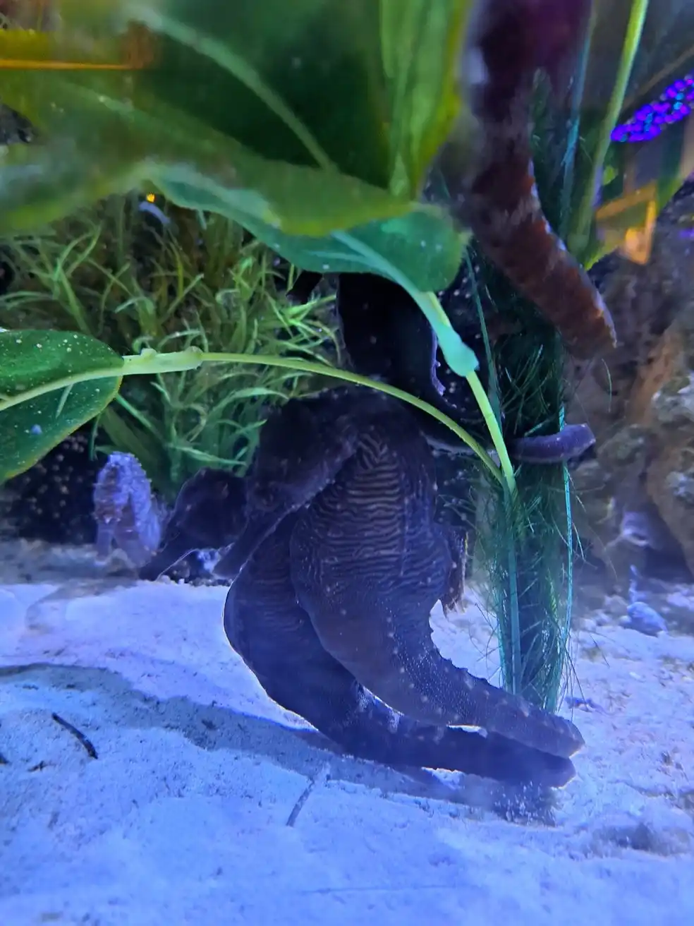 A dark-colored seahorse is curled around a green aquatic plant in a blue-lit aquarium with sandy bottom and other plants…