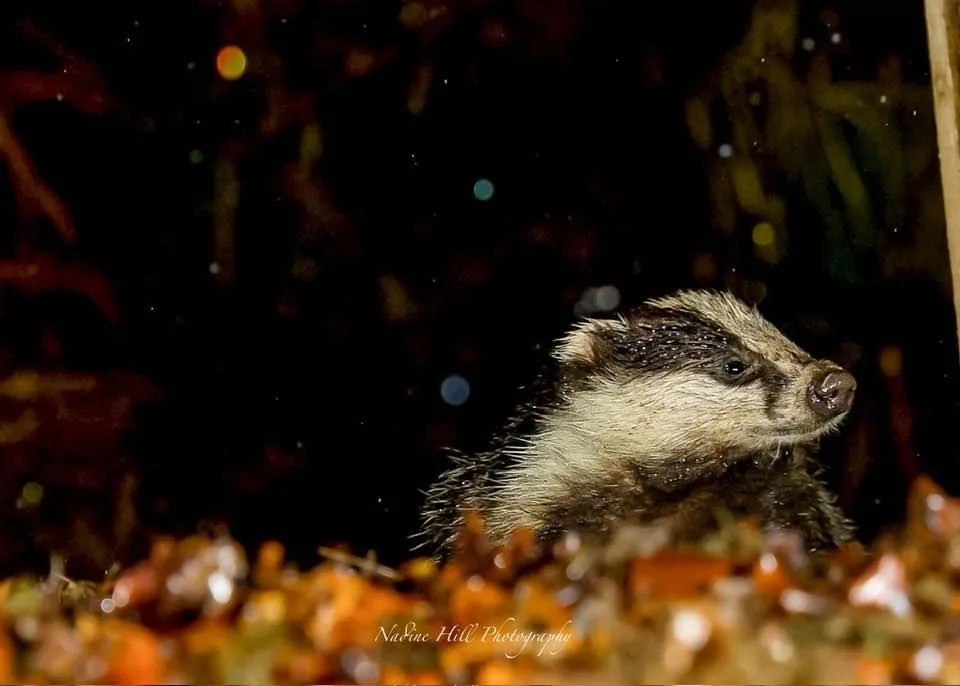A close-up photograph of a badger's head peeking out from behind autumn leaves at night, with bokeh lights in the…