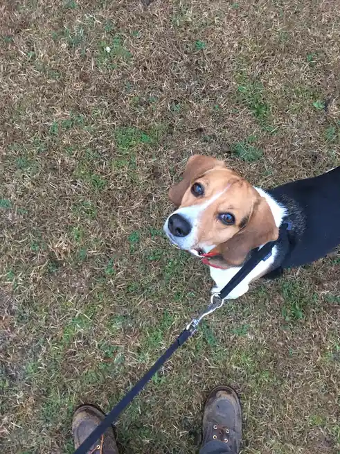A beagle dog with brown, white, and black fur looks up pleadingly at the camera from a grassy field, attached to a black…