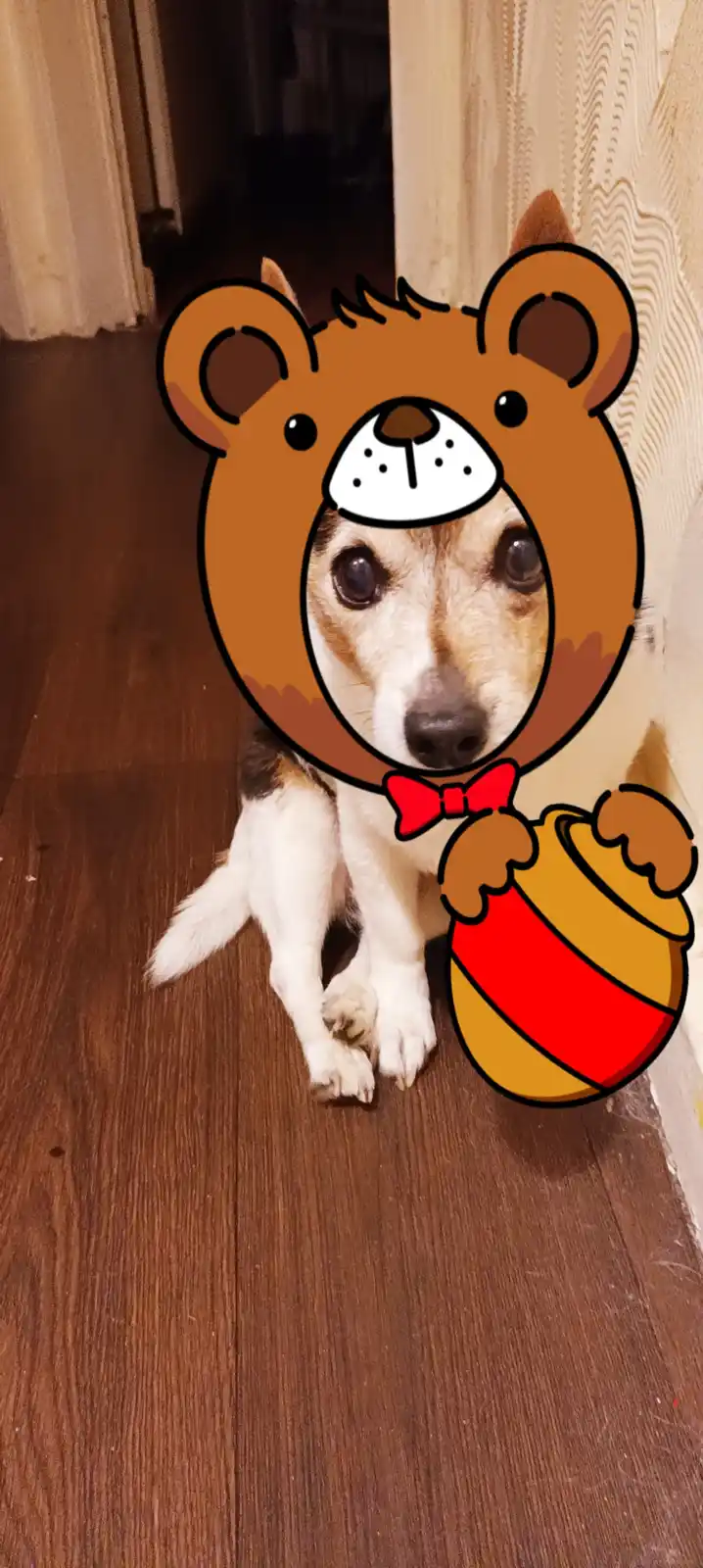 A small dog with white and tan fur sits on a wooden floor, looking directly at the camera. A cartoon bear head overlay…