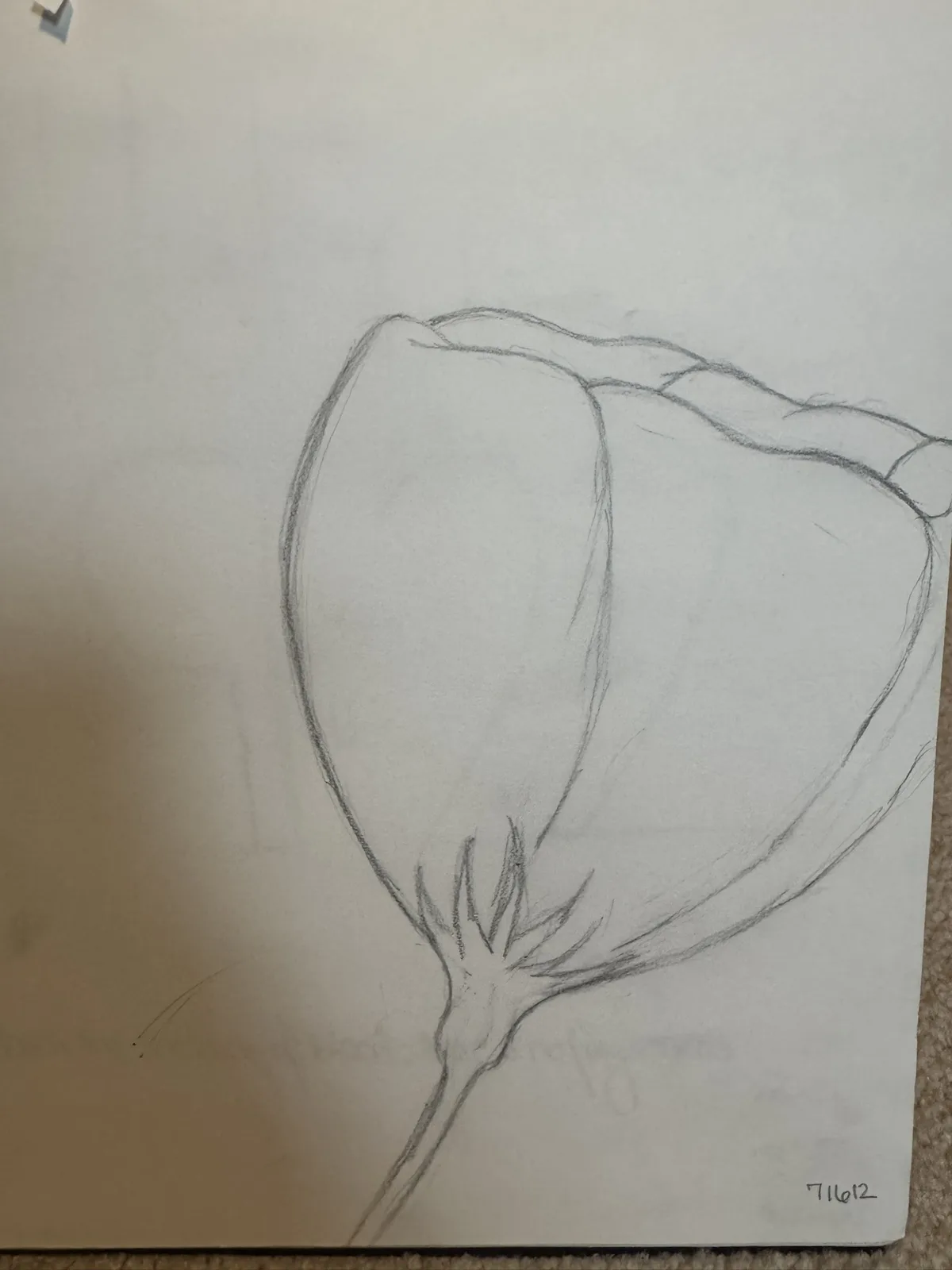 Beautiful Vintage Flower Sketches