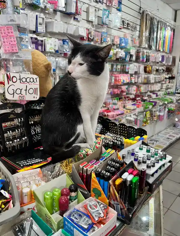 A black and white cat sits regally atop a cluttered counter in a brightly lit store filled with small merchandise like…