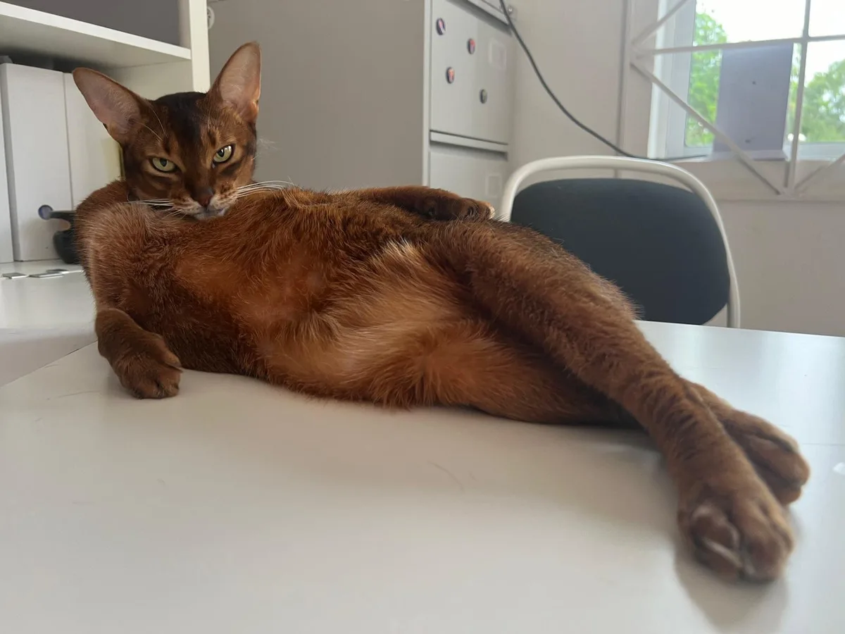A brown Abyssinian cat lounges on its side on a white desk, looking directly at the camera with a relaxed but slightly smug…