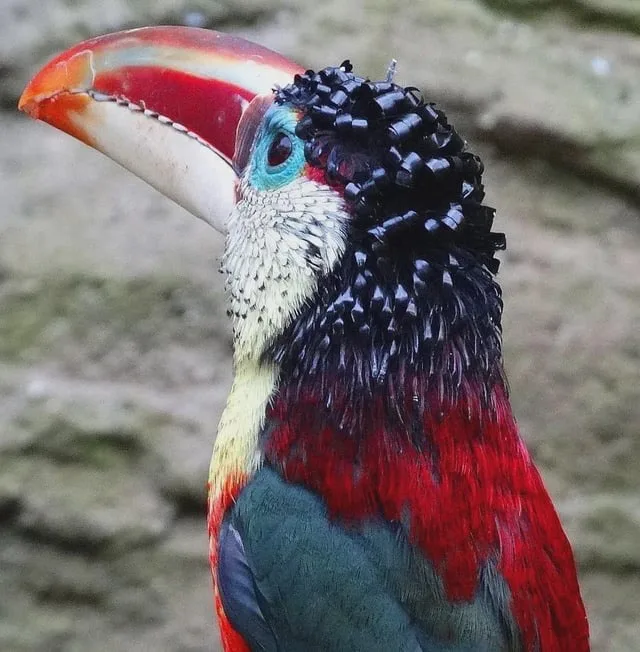 A close-up photo of a colorful toucan with a large, curved beak, black spiky crest, and red, blue, and white feathers. The…