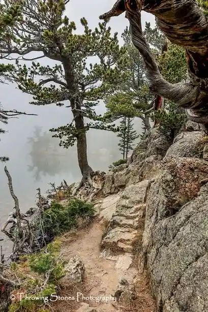 A misty mountain trail winds along a rocky cliffside beside a calm lake, flanked by gnarled pine trees with twisted…