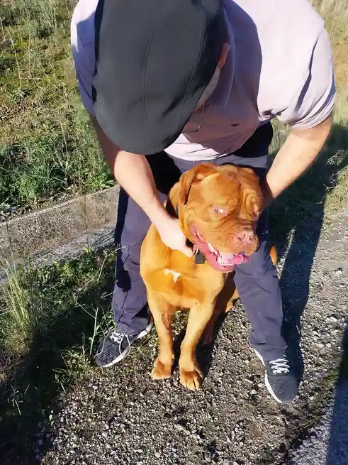 A person wearing a black cap and light-colored shirt is bending over to pet a large, reddish-brown dog with a wrinkled face…