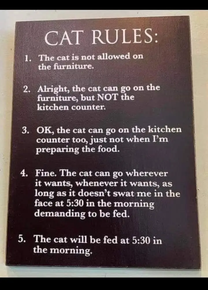 The Unwritten Rules of Cat Behavior