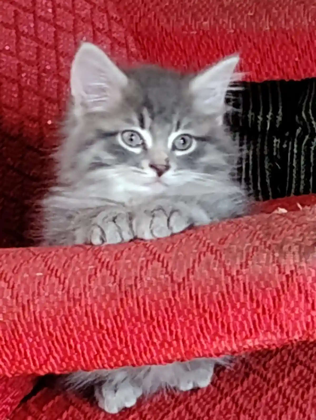 A small, fluffy gray kitten with wide, innocent eyes peeks over the arm of a red textured couch, its paws resting on the…