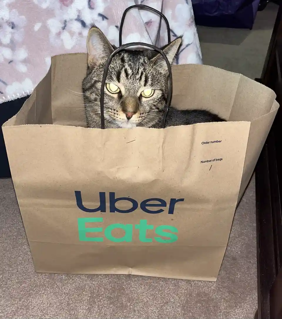 A tabby cat with glowing yellow eyes peers out from inside a brown paper bag branded with the 'Uber Eats' logo. The cat's…