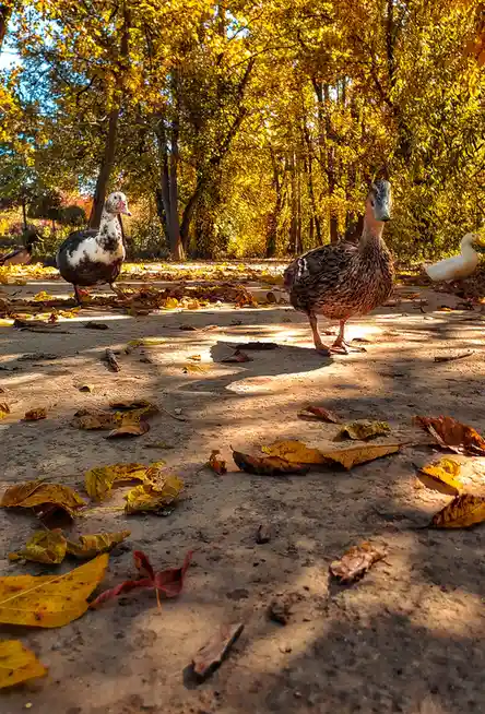A low-angle photo shows several ducks standing on a leaf-strewn path in an autumn park, with golden foliage in the…
