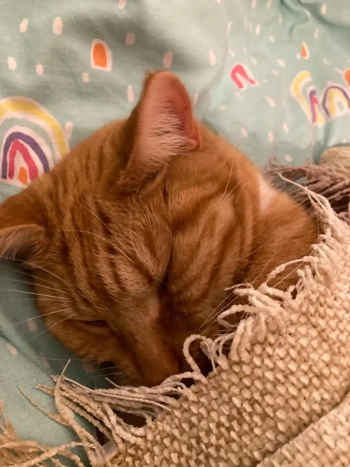 A close-up photo of a ginger tabby cat sleeping peacefully with its eyes closed, nestled on a light blue blanket with…