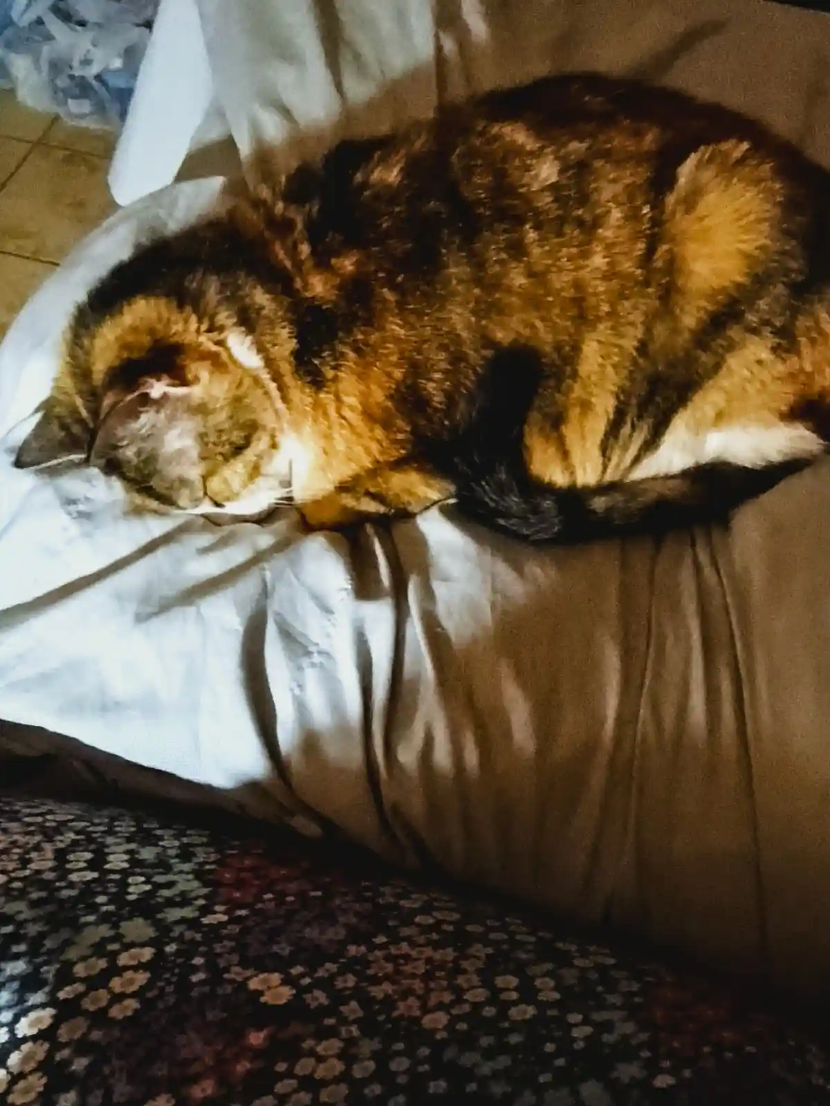 A calico cat is curled up and sleeping soundly on a white pillow placed on a brown couch. The cat's fur is a mix of orange…