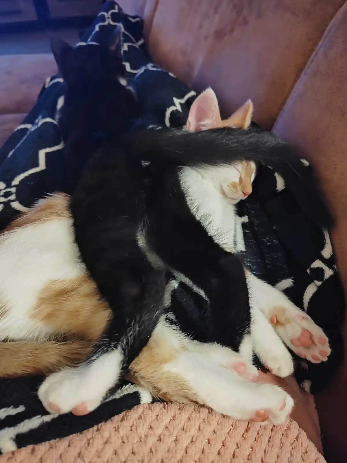 Brotherly Love: A Bond Beyond Words