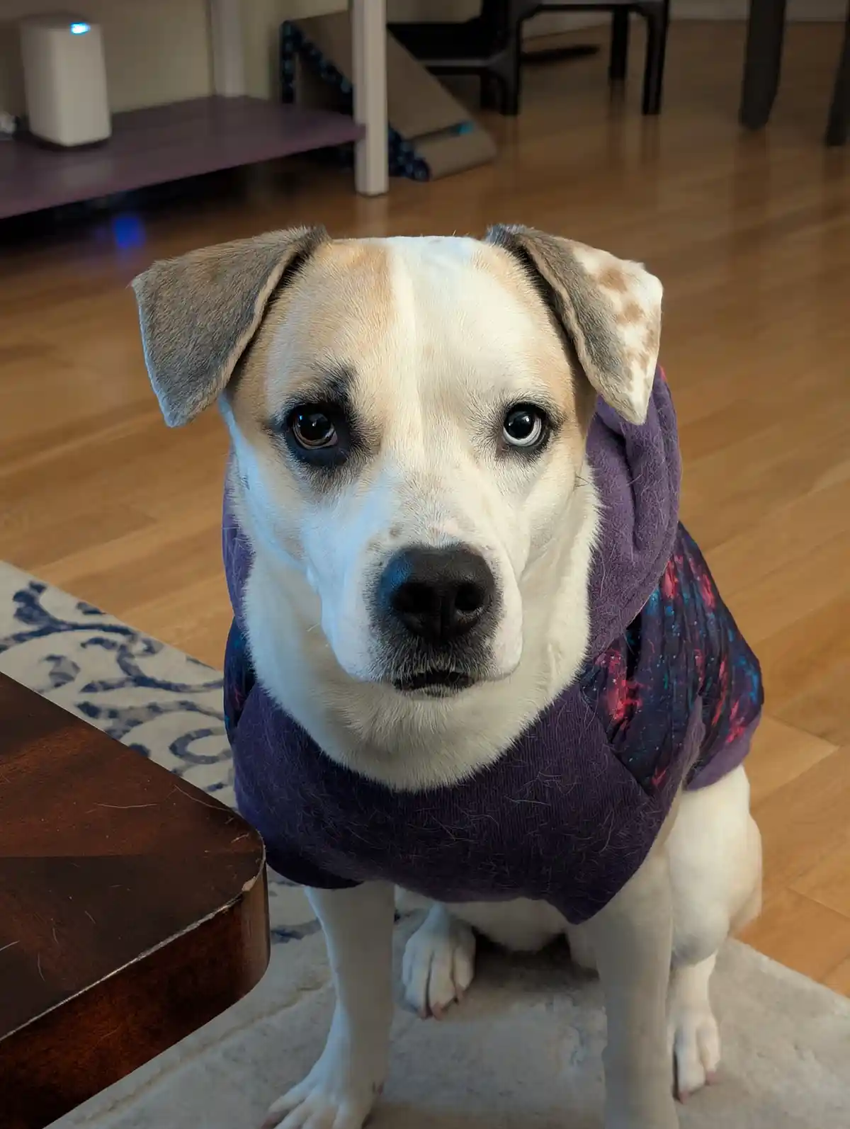 A close-up photo of a light-colored dog with floppy ears and dark, expressive eyes, wearing a purple hooded vest with a…