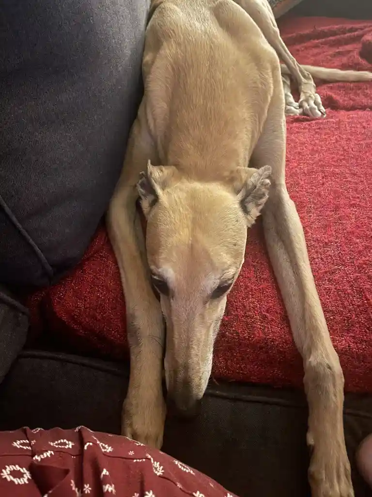 A slender, tan-colored greyhound dog is lying stretched out on a red textured couch cushion next to a dark grey couch arm…