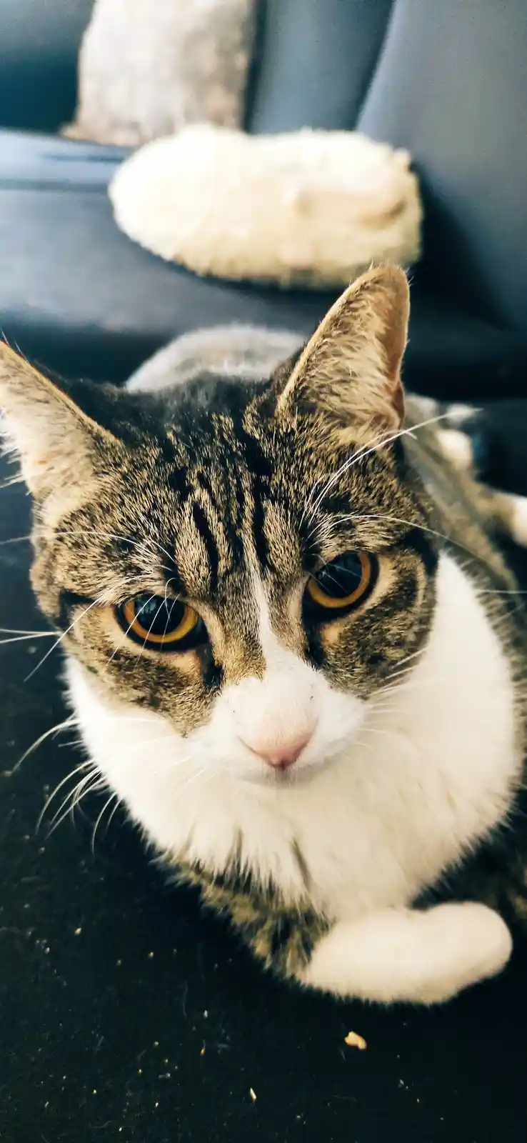 A close-up photo of a tabby and white cat with large, expressive orange eyes looking directly at the camera, conveying a…