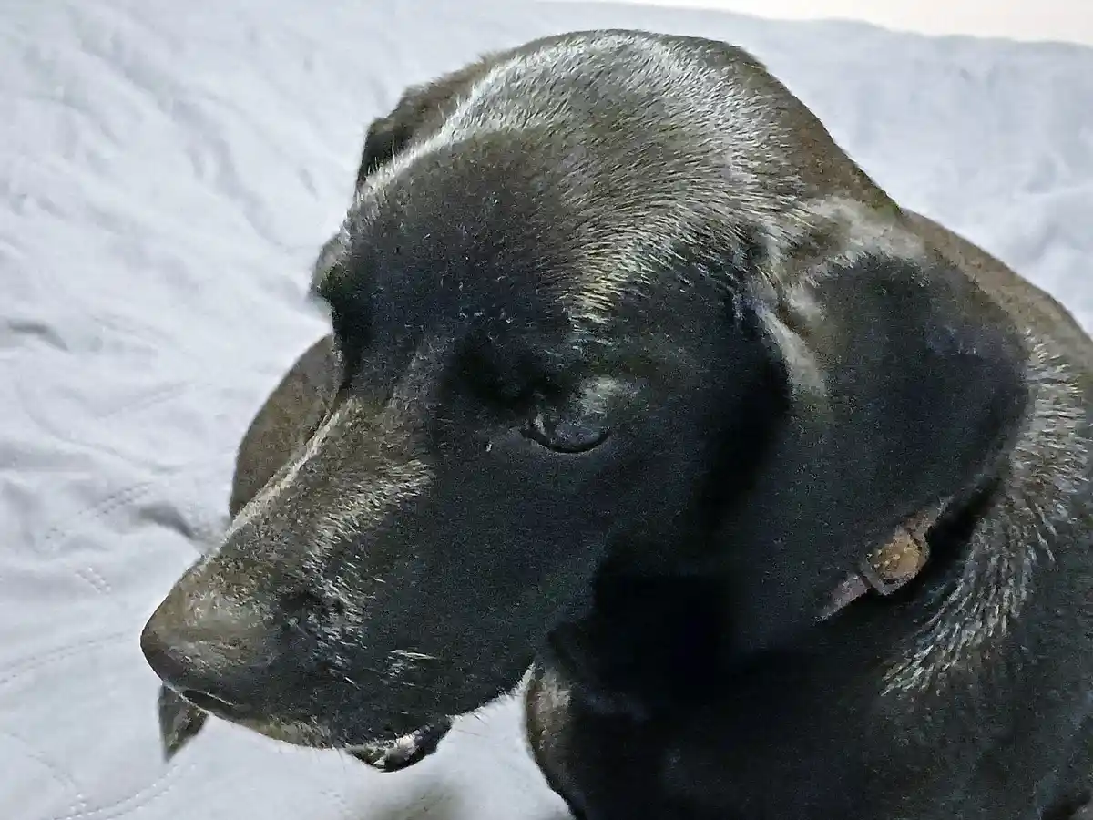 A close-up photo of a black dog with gray muzzle and eyes, resting its head on a white quilted surface. The dog appears…