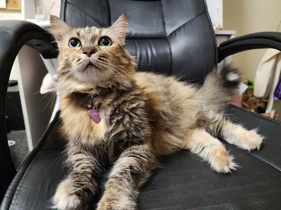 A fluffy tabby cat with wide, startled eyes sits lounging on a black office chair, looking upward with an expression of…