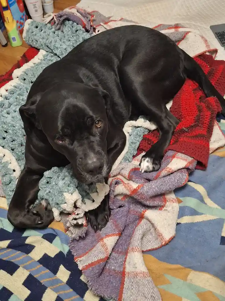 A black dog with a sad, tired expression lies curled up on a pile of colorful, worn blankets and a chew toy. The dog's eyes…