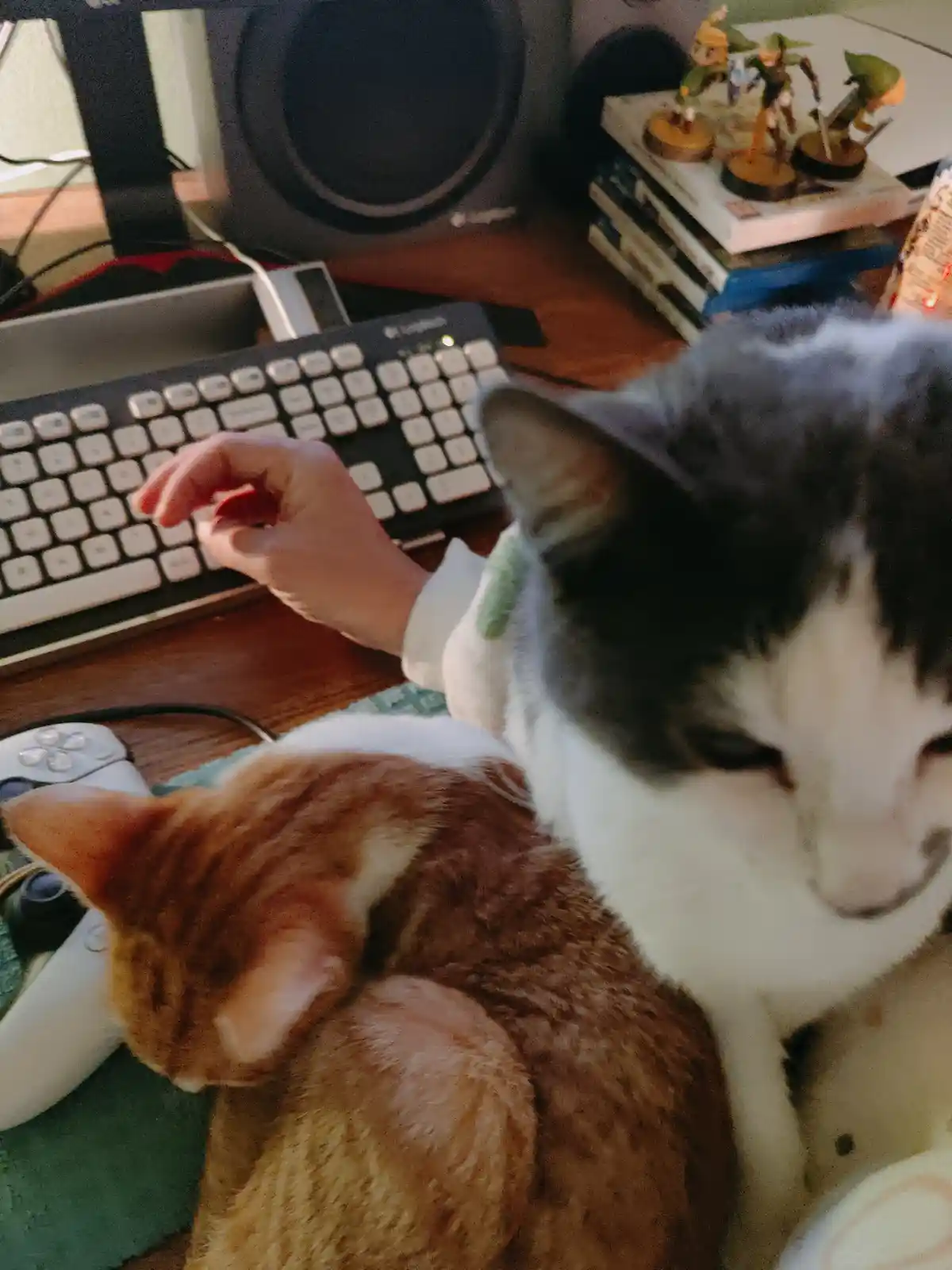 A person's hand hovers over a keyboard while two cats—one orange and one gray-and-white—rest on their lap. The background…