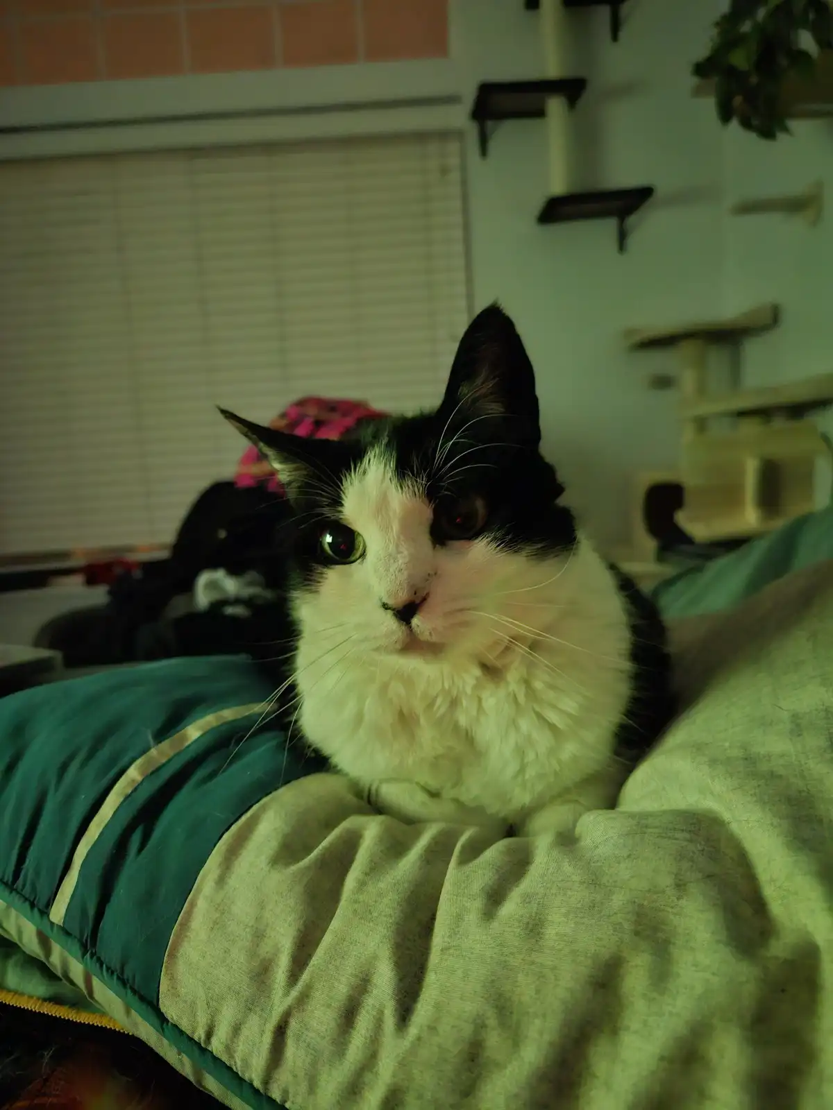 A black and white cat with wide, unblinking eyes sits on a green and beige cushion, looking directly at the camera with a…